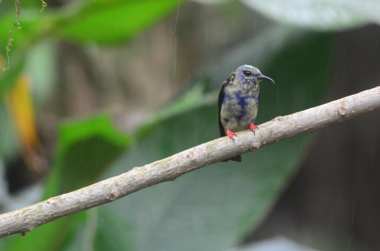 Birds & Breakfast Costa Rica Bed & Breakfast La Tigra  ภายนอก รูปภาพ