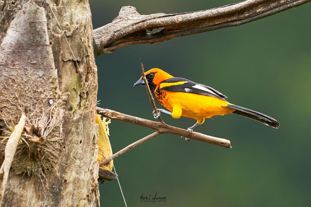 Birds & Breakfast Costa Rica Bed & Breakfast La Tigra  ภายนอก รูปภาพ