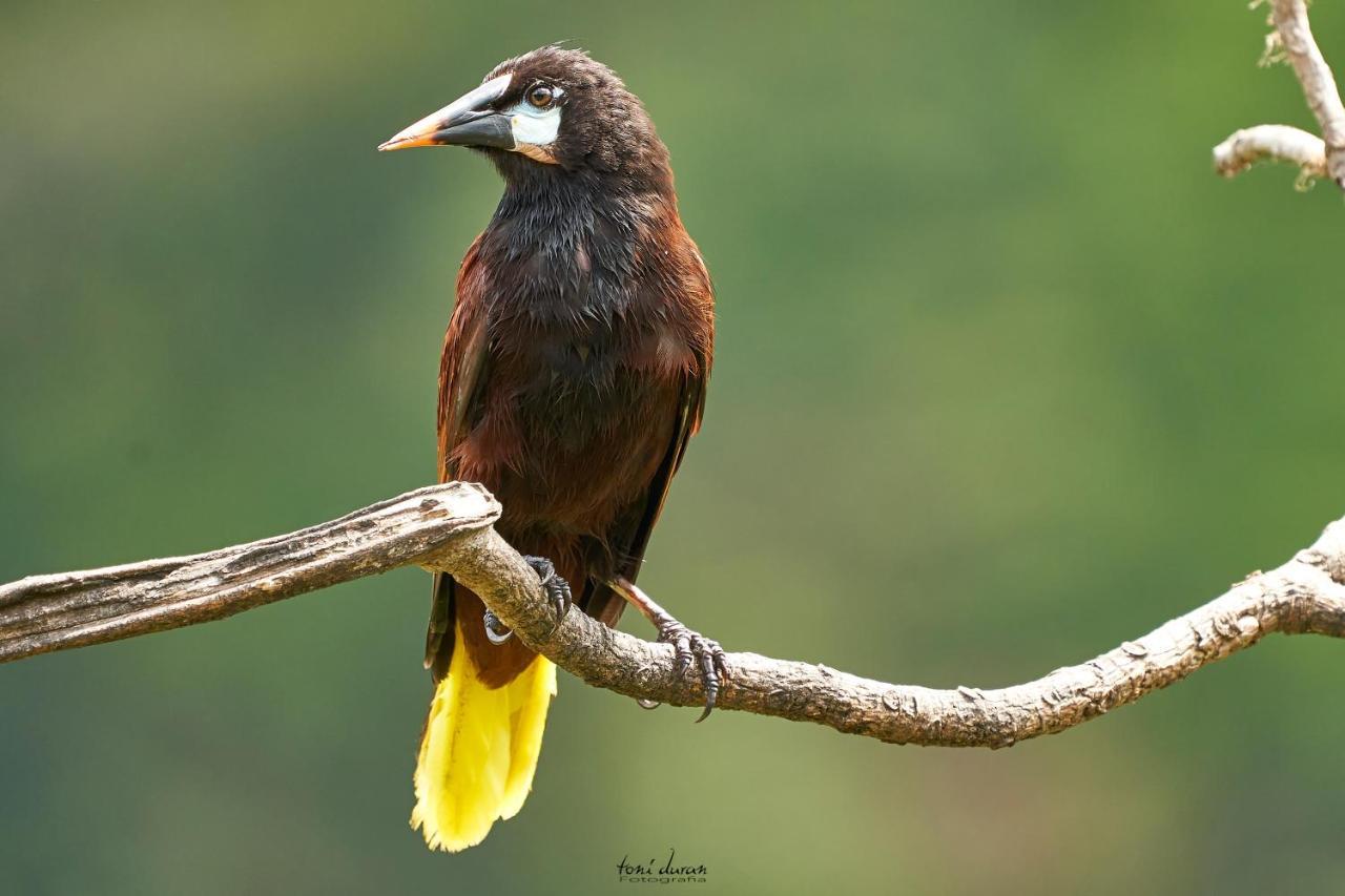 Birds & Breakfast Costa Rica Bed & Breakfast La Tigra  ภายนอก รูปภาพ