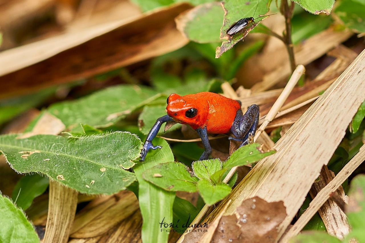 Birds & Breakfast Costa Rica Bed & Breakfast La Tigra  ภายนอก รูปภาพ