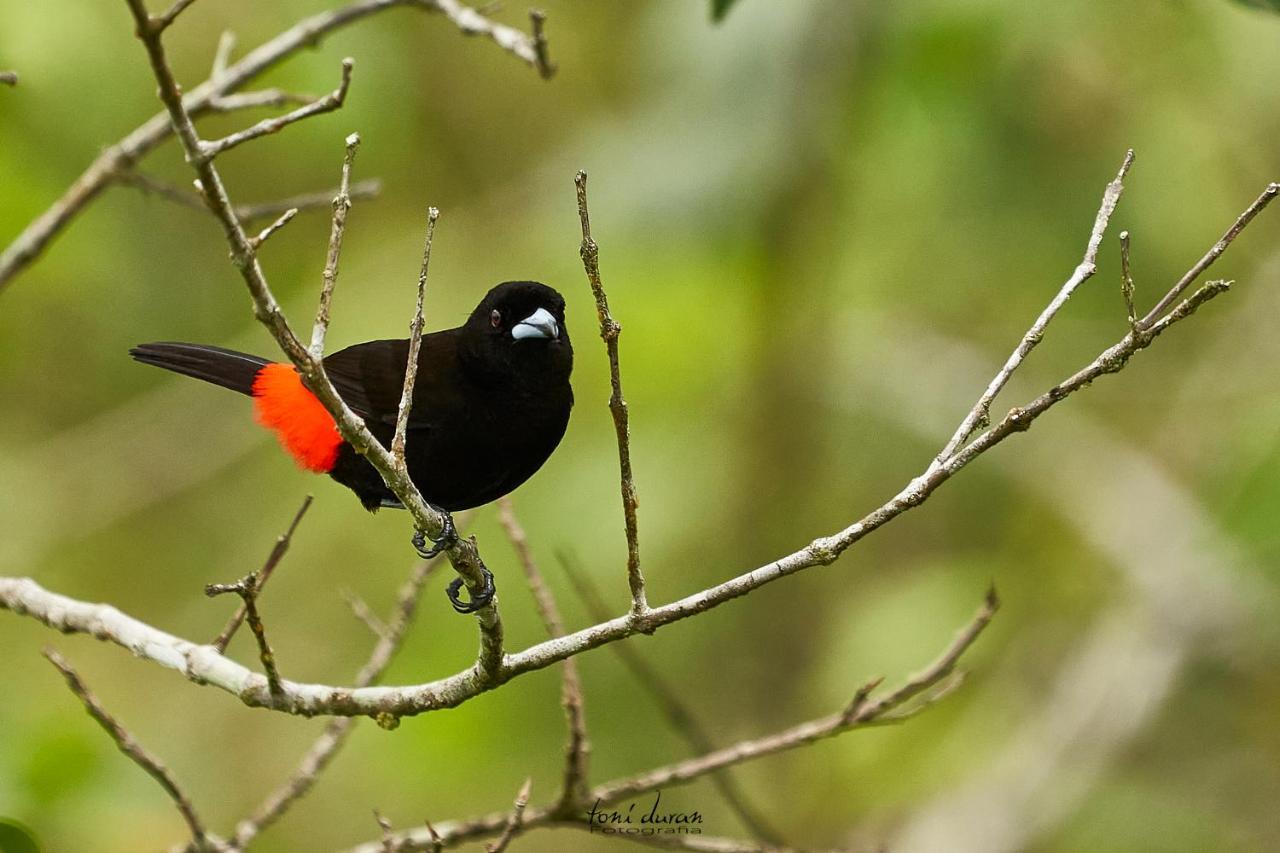 Birds & Breakfast Costa Rica Bed & Breakfast La Tigra  ภายนอก รูปภาพ