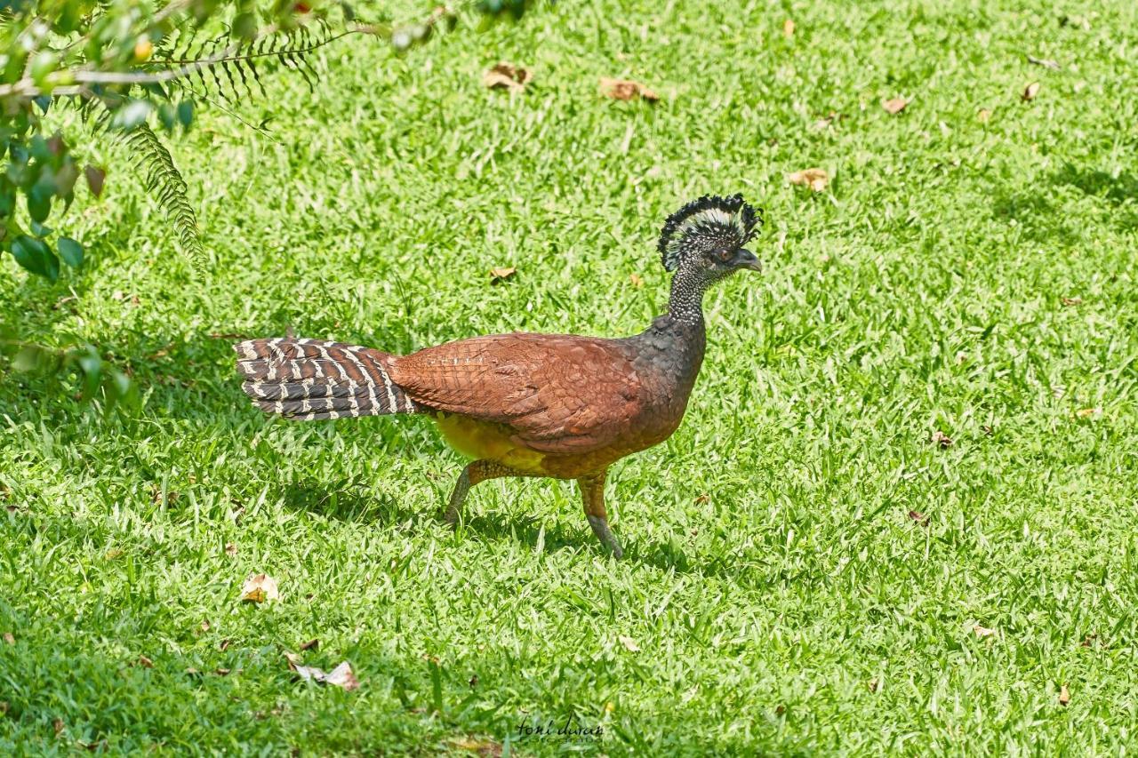Birds & Breakfast Costa Rica Bed & Breakfast La Tigra  ภายนอก รูปภาพ