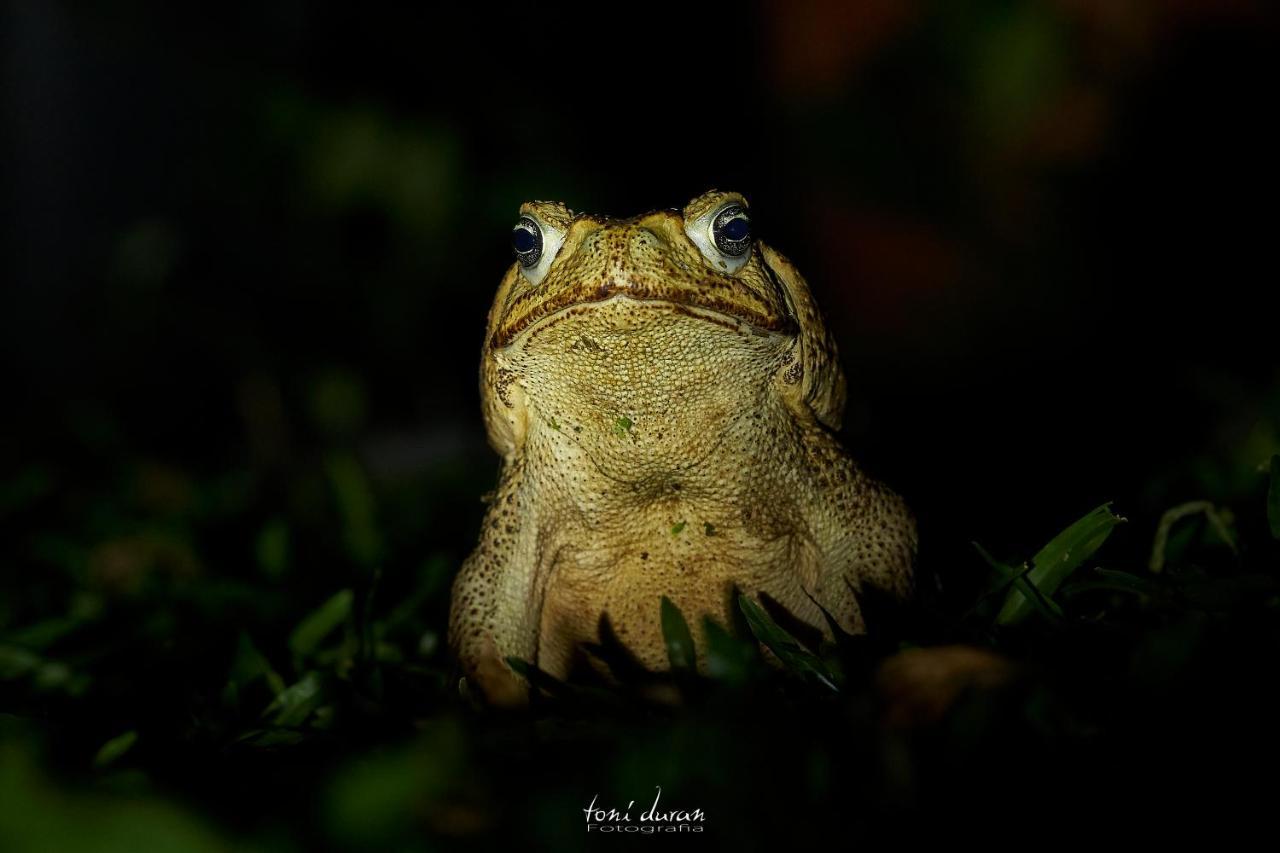 Birds & Breakfast Costa Rica Bed & Breakfast La Tigra  ภายนอก รูปภาพ